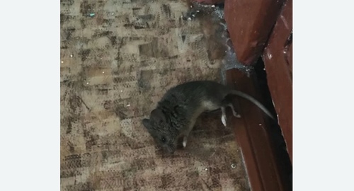 Дезинфекция от мышей в Зернограде