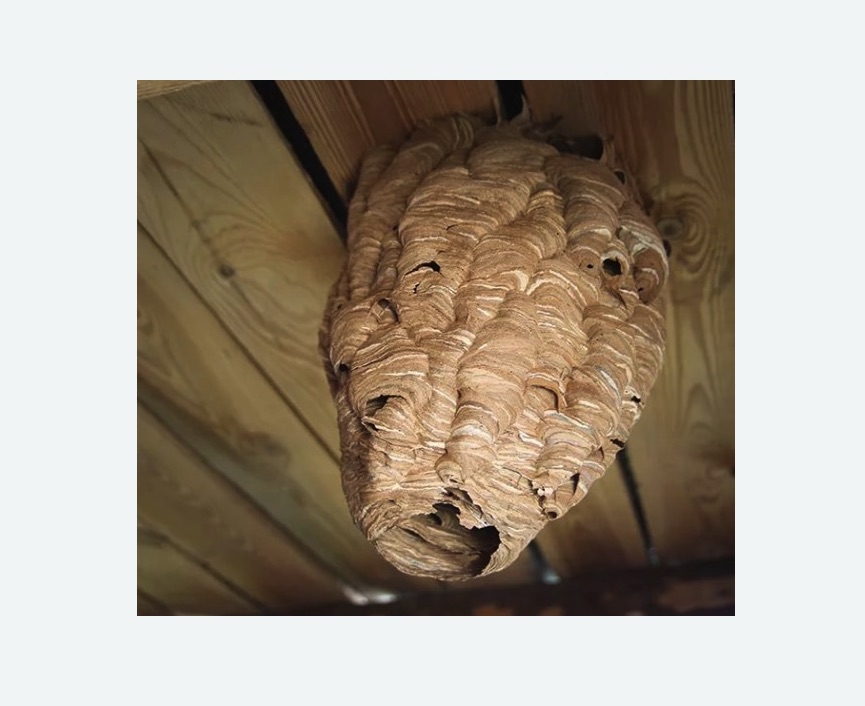 обработка от шершней в Зернограде