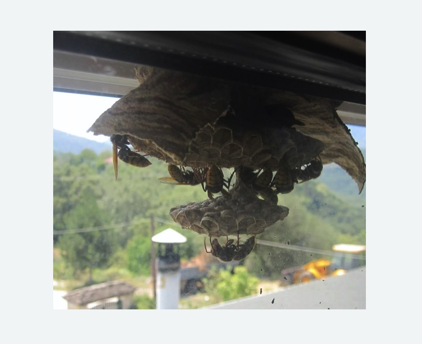 Уничтожение гнёзд шершней в Зернограде