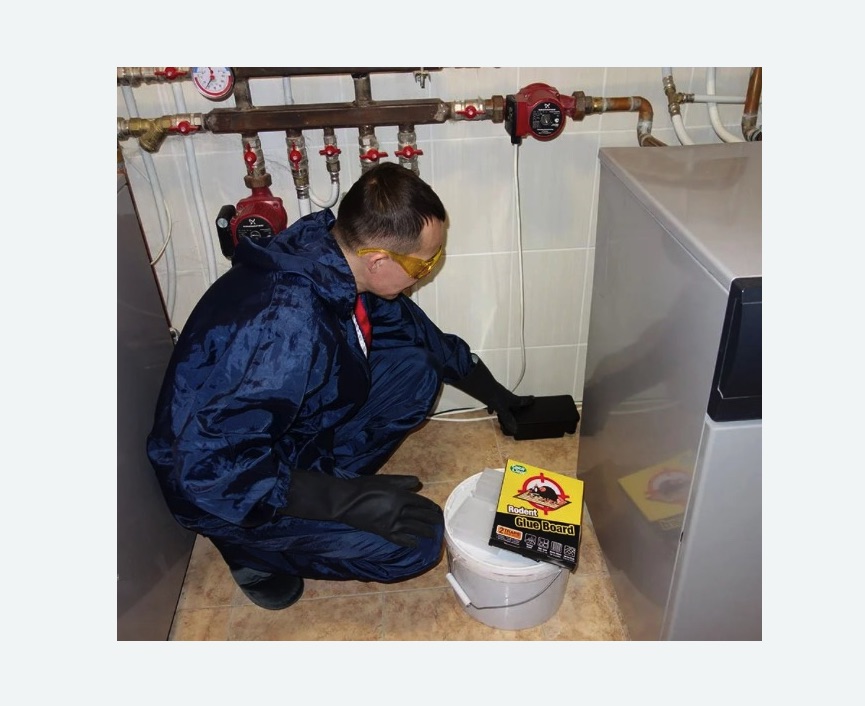 Уничтожение крыс в Зернограде