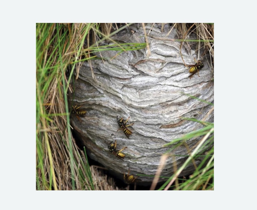 Уничтожение ос и ульев в Зернограде